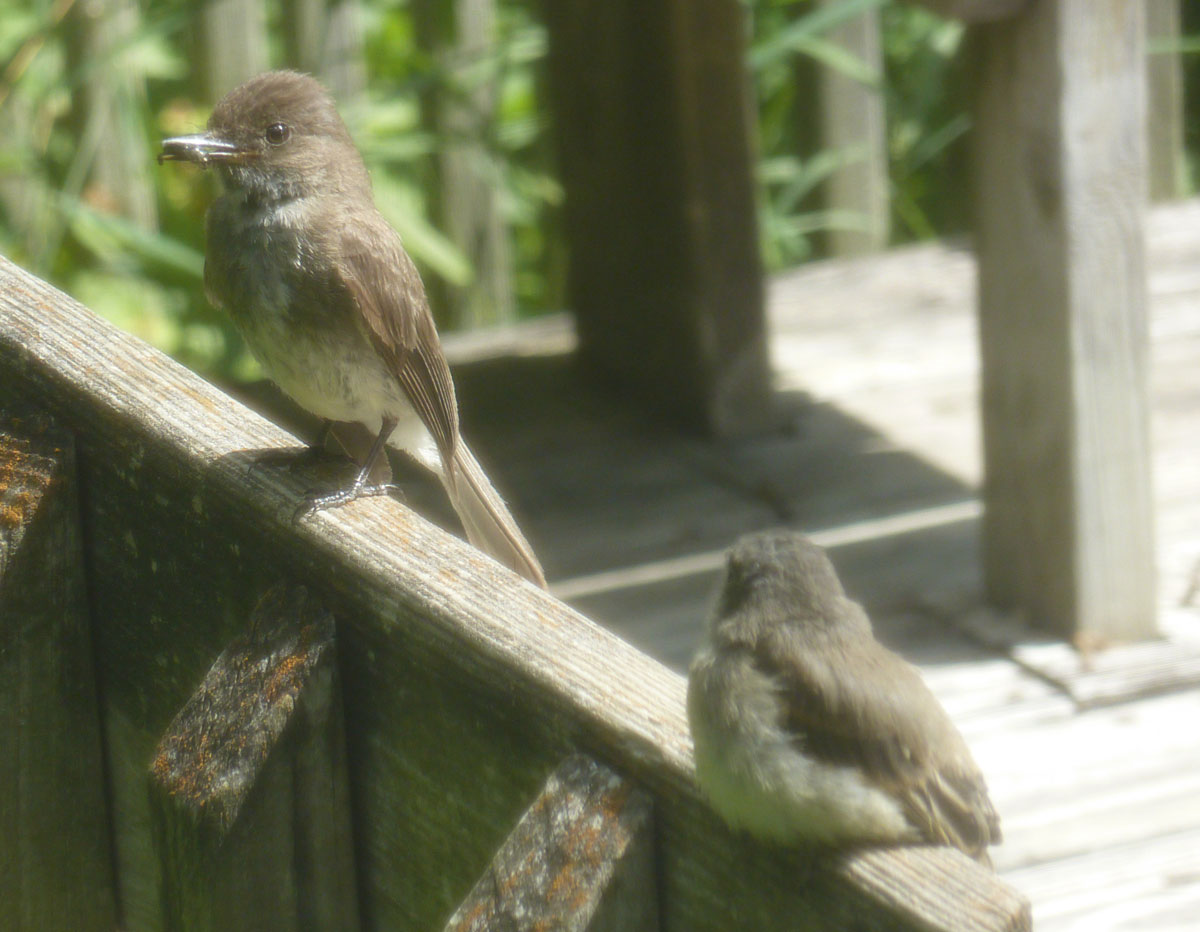 Lunch on the Ledge